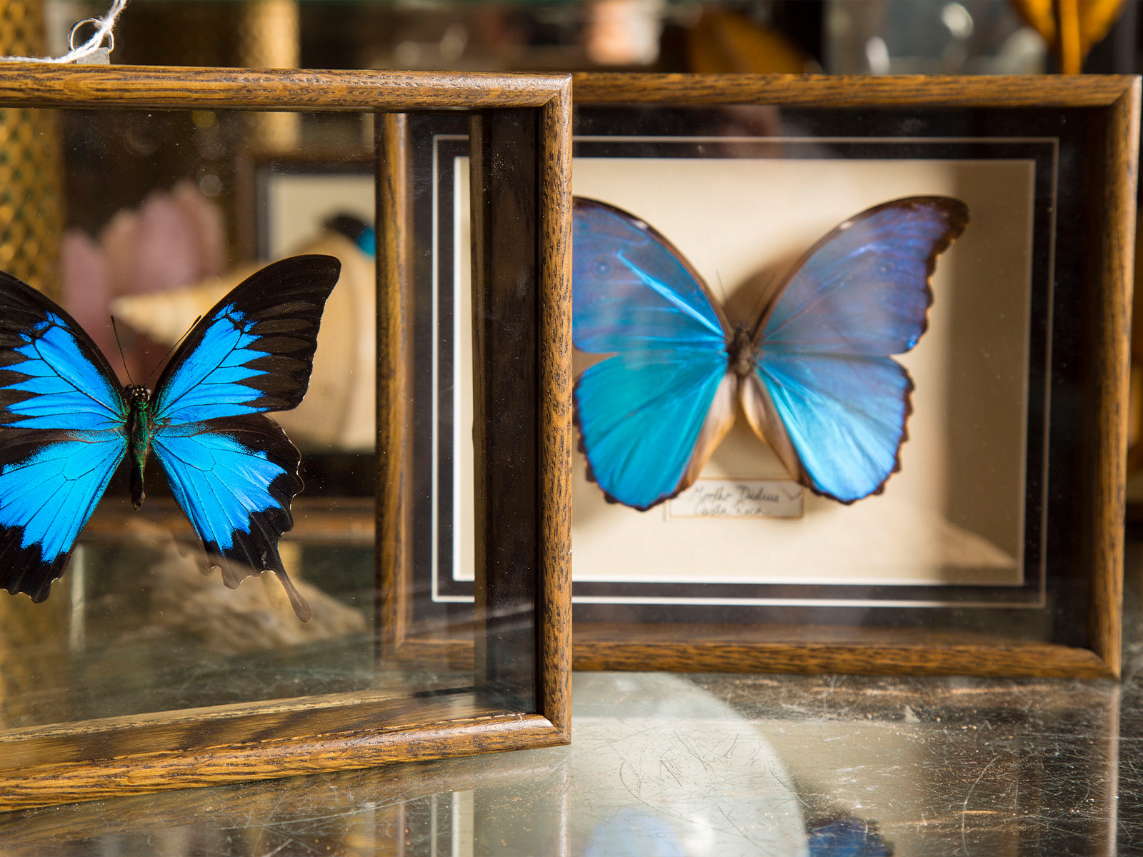 Framed Butterflies & Insects