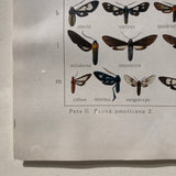 Original framed antique Butterfly Print circa 1910.
