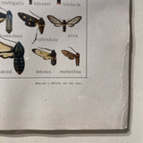 Original framed antique Butterfly Print circa 1910.