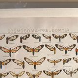 Original framed antique Butterfly Print circa 1910.