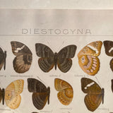 Antique framed butterfly print circa 1910