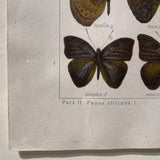 Antique framed butterfly print circa 1910