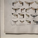 Antique framed butterfly print circa 1910
