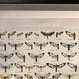 Antique framed butterfly print circa 1910
