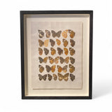 Antique framed butterfly print circa 1910