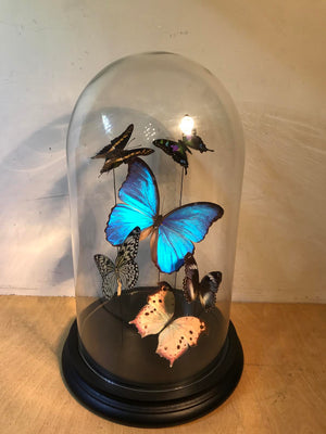 Butterfly Bell Jar