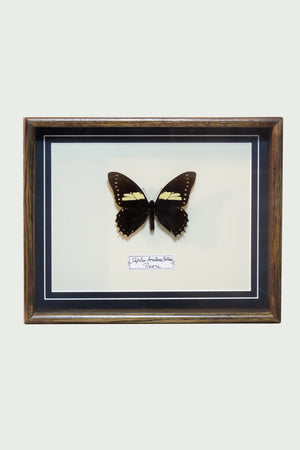 Papilio aristeus bitias (Colombia)