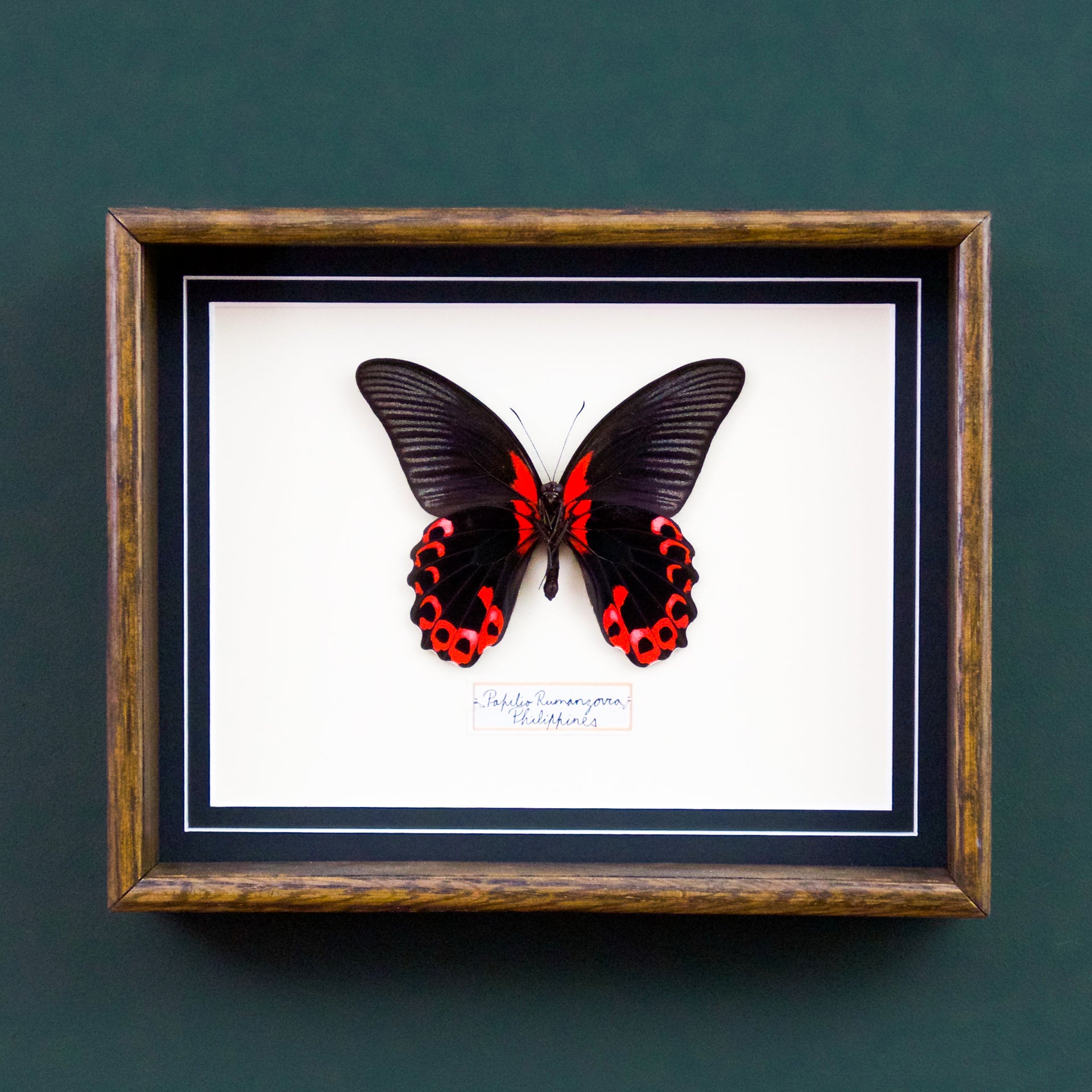 Papilio Rumanzovia (Philippines)