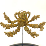 Miniature 'hairy' crab displayed in a glass dome.