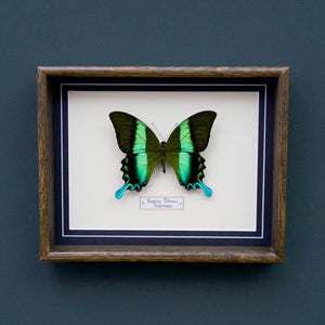Papilio Blumei (Indonesia)