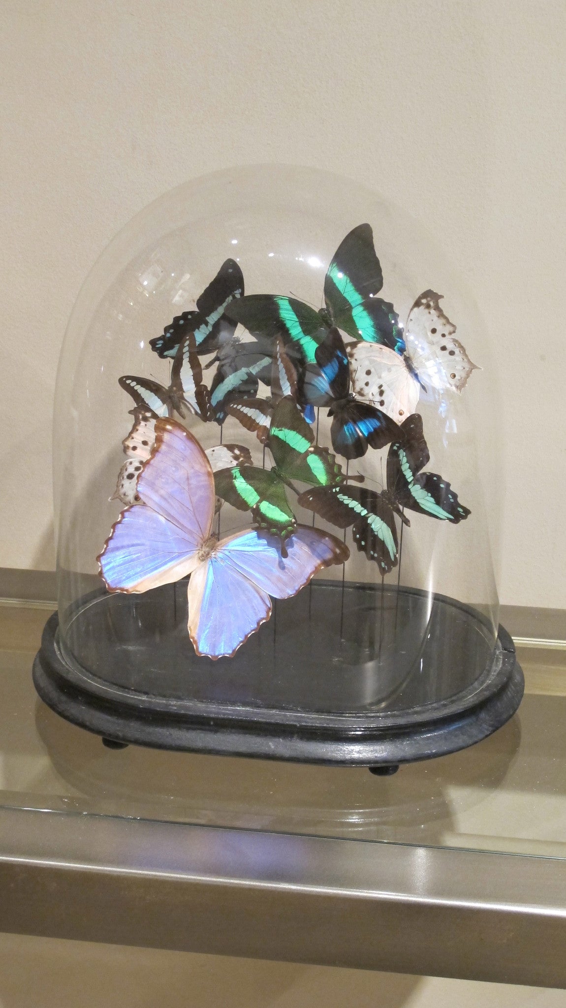 Butterfly display in victorian glass dome