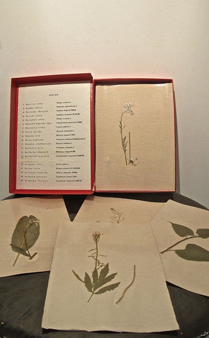 A boxed set of scientific studies of grasses (20 in total).