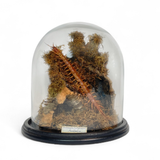 Scolopendra Subspinipes Dome