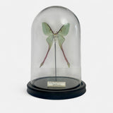 Decorative Actias Dubernadi Dome