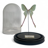 Decorative Actias Dubernadi Dome
