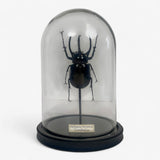 beetle dome