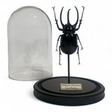 beetle dome