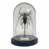 Batocera Wallacei Dome