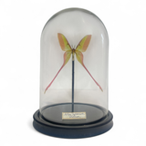 Actias Dubernadi Dome
