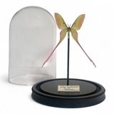 Actias Dubernadi Dome