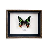 Urania Ripheus (Madagascar)