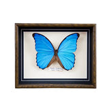 Morpho Didius (Costa Rica)