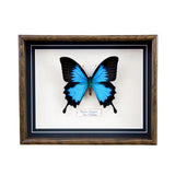 Papilio Ulysses (New Caledonia)