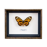 Papilio Zagreus (Brazil)