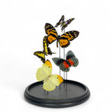 Mixed Butterfly Dome