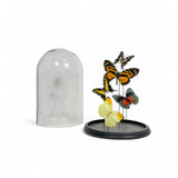 Mixed Butterfly Dome