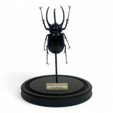 beetle dome