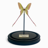 Actias Dubernadi Dome
