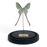 Decorative Actias Dubernadi Dome