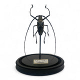 Batocera Wallacei Dome