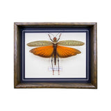 Tropidacris Dux (Colombia)