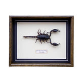 Heterometrus Swammerdam (Sri Lanka)