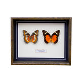 Cethosia Biblis (Phillipines)