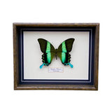 Papilio Blumei (Indonesia)