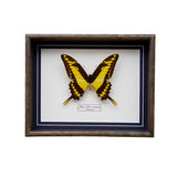 Papilio Thoas Cinyras (Mexico)