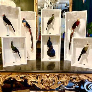 Spectacular collection of 7 contemporary taxidermy birds.