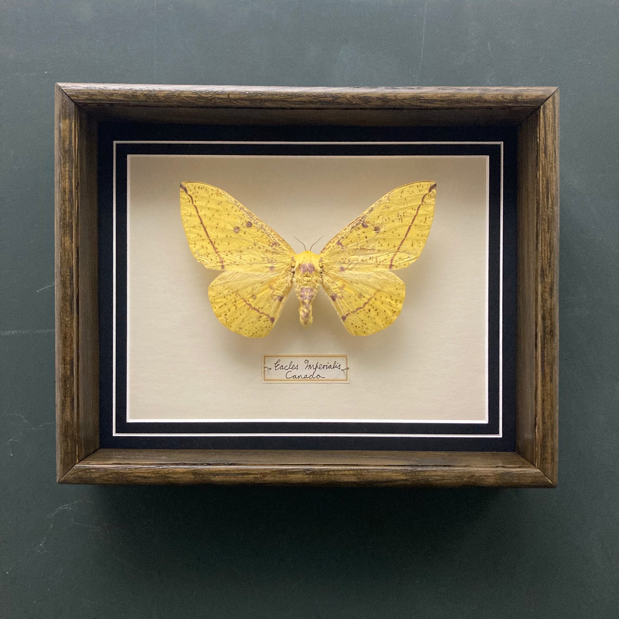 Eacles Imperialis (Canada)