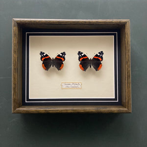Vanessa Atalanta (New Zealand)