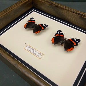 Vanessa Atalanta (New Zealand)