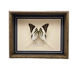 Grapium Androcles (Indonesia)