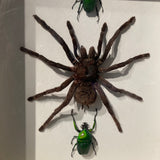 Large framed bird eating spider and iridescent beetles .