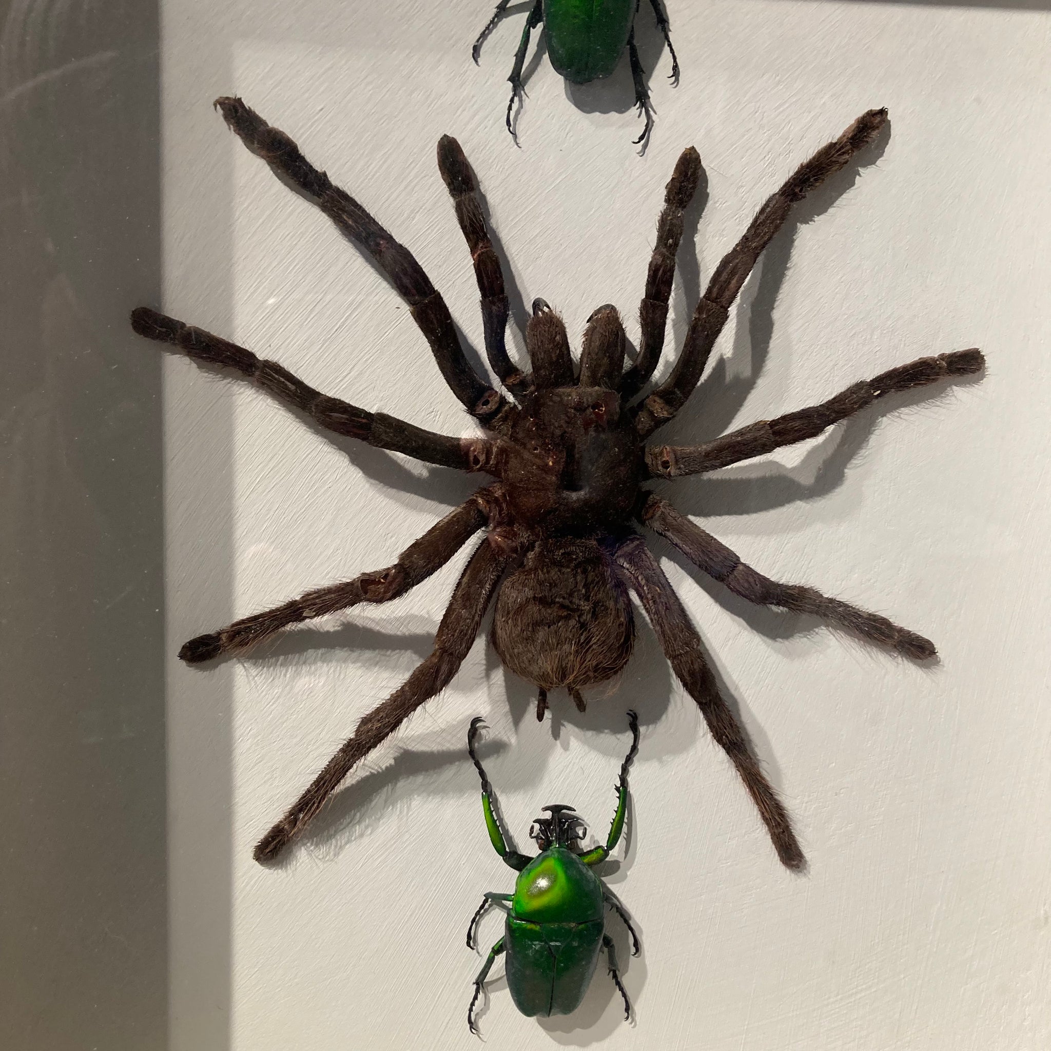 Large framed bird eating spider and iridescent beetles .