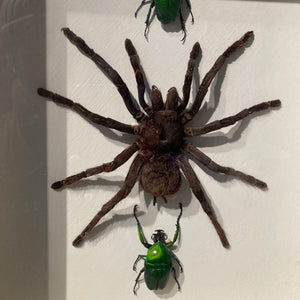 Large framed bird eating spider and iridescent beetles .
