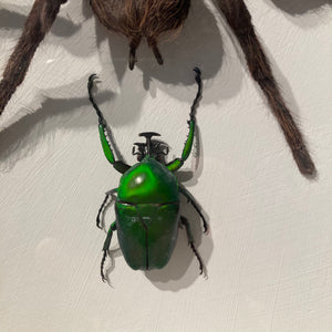 Large framed bird eating spider and iridescent beetles .