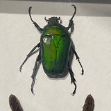 Large framed bird eating spider and iridescent beetles .