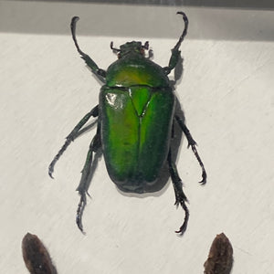 Large framed bird eating spider and iridescent beetles .